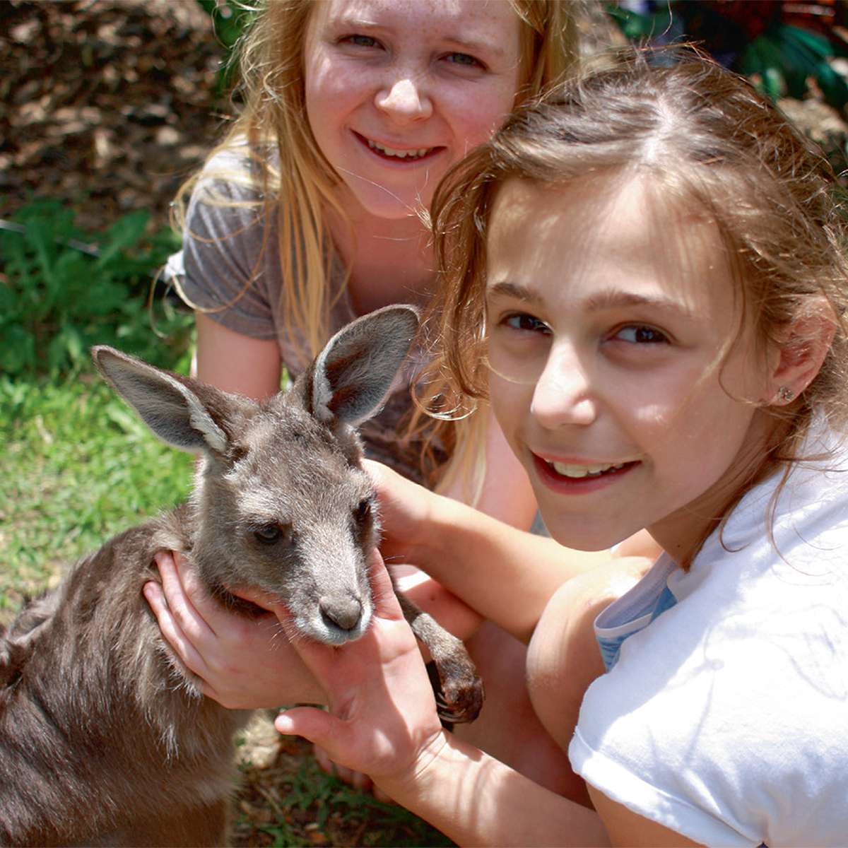 Save the kangaroos !
