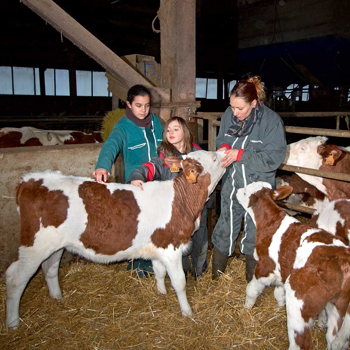 Comment élève-t-on des vaches ?