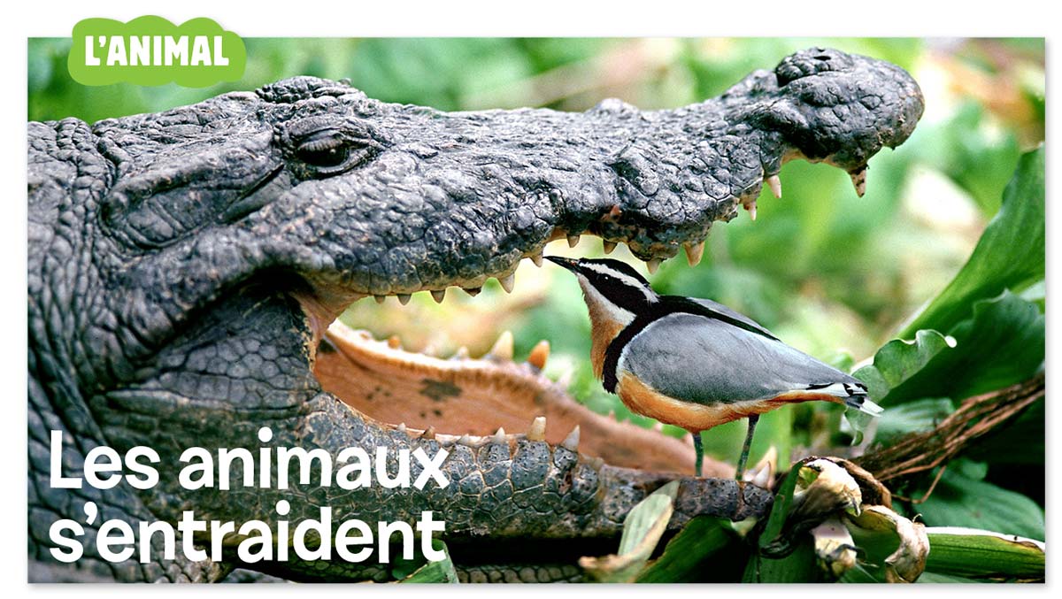 “L'animal : À votre service”, Images Doc n° 360, décembre 2018. Textes : Nathalie Tordjman. Photo crocodile : Juniors Bildarchiv GMBH/Alamy Stock Photo/Hémis.