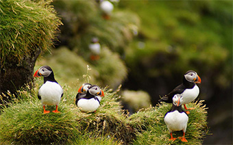 Séjour en Islande - à la découverte des oiseaux