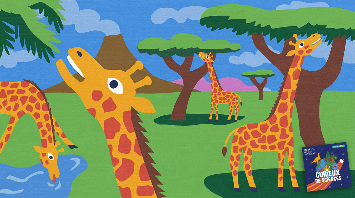 Podcast Curieux de sciences : Pourquoi les girafes ont un long cou ?