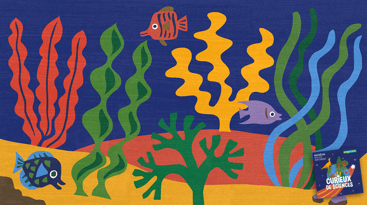 “Pourquoi les algues poussent dans l'eau ?” Podcast pour enfants “Curieux de sciences” Bayard Jeunesse - Muséum national d'Histoire naturelle.
