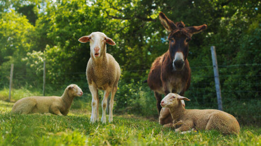 Séjour à la ferme des Amanins