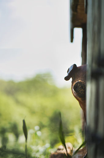 Séjour à la ferme des Amanins