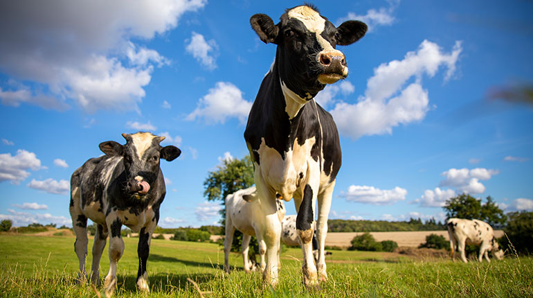 Séjour à la ferme des Amanins