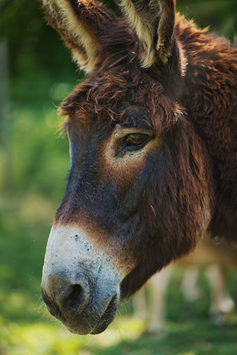 Séjour à la ferme des Amanins