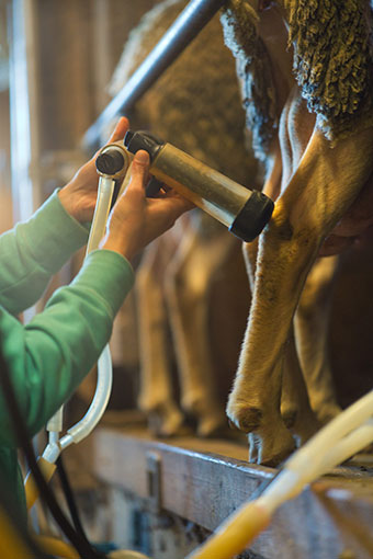 Séjour à la ferme des Amanins