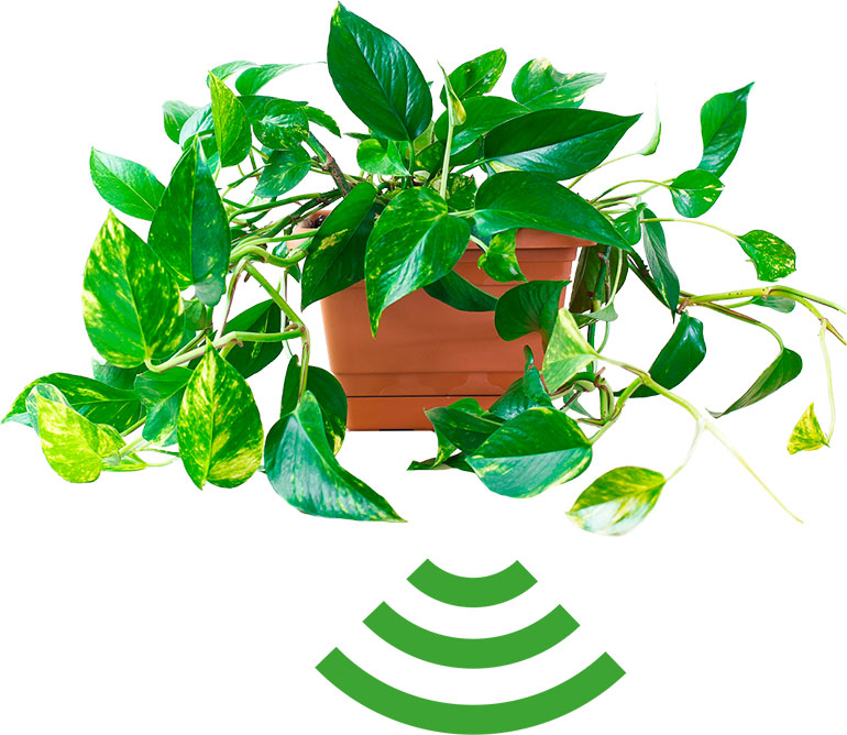 Le pothos. Un réseau Wi-Fi végétal, article extrait du magazine Okapi n°1197, 1er avril 2024. Photo : Adobestock.