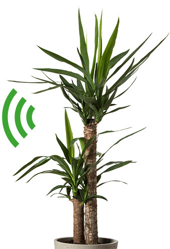 Le yucca. Un réseau Wi-Fi végétal, article extrait du magazine Okapi n°1197, 1er avril 2024. Photo : Adobestock.