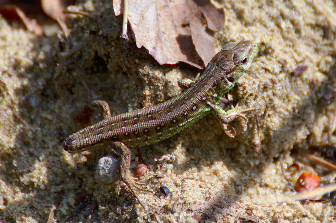 Pourquoi la queue des lézards s'enlève-t-elle quand on les attrape ?