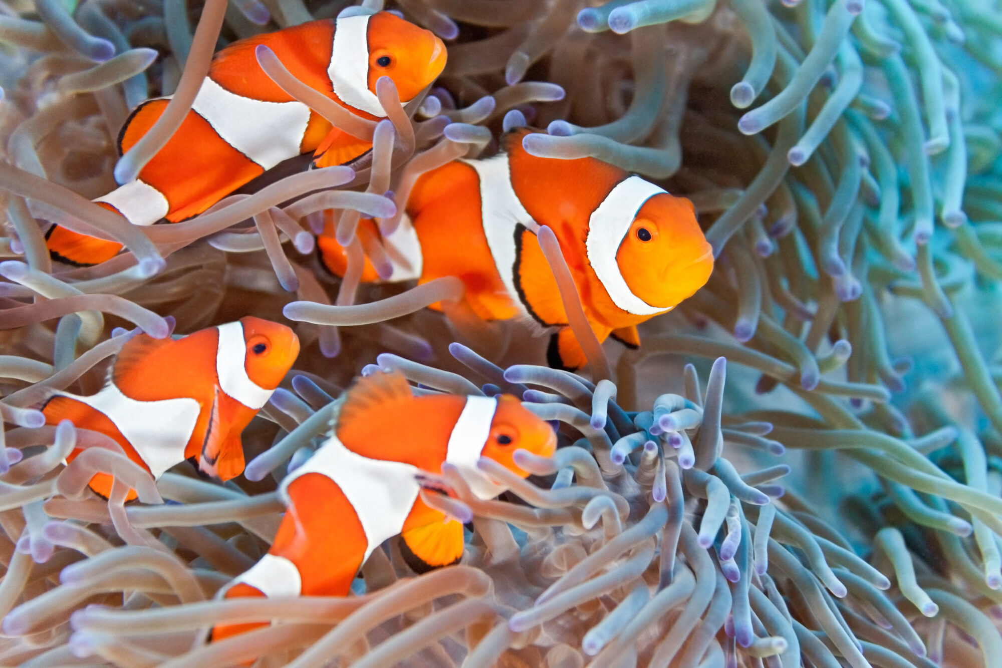 Est-ce que les poissons font pipi dans l’eau ? 