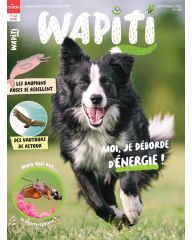Wapiti
