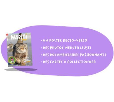 Wapiti - 12 n° par an